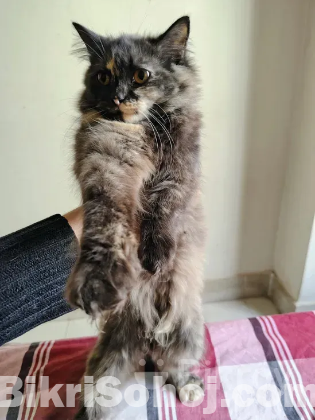 Traditional female Persian